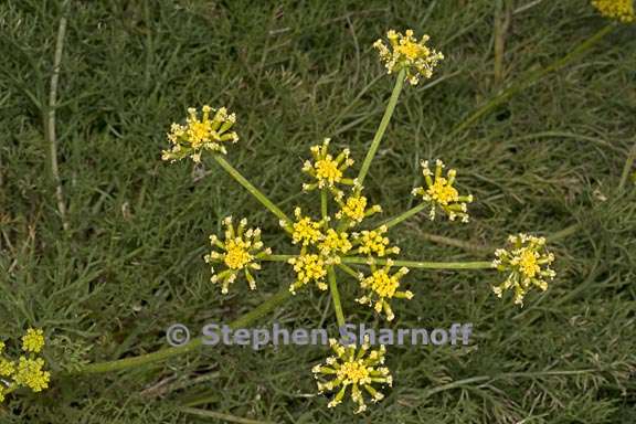 lomatium torreyi 2 graphic